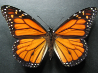 Danaus plexippus - Adult